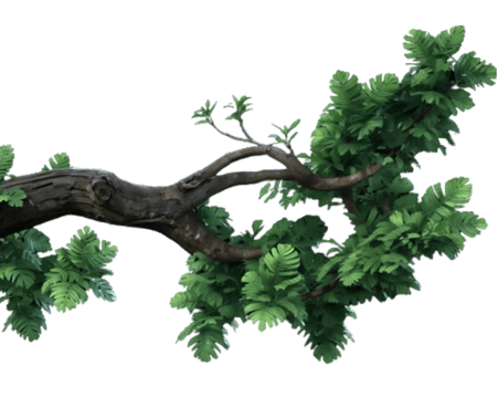 tree barnch left